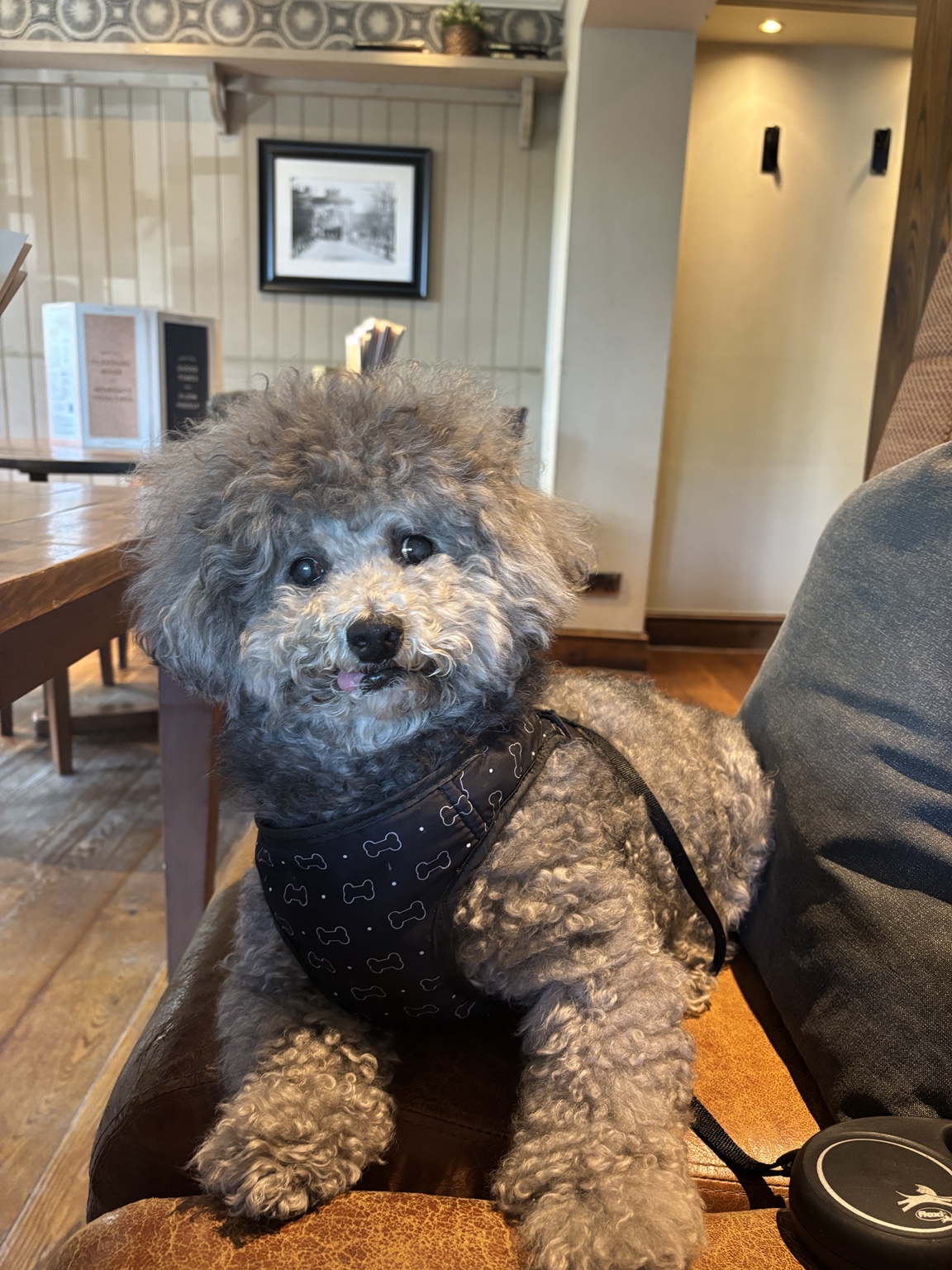 Fansh looking towards the camera at a café